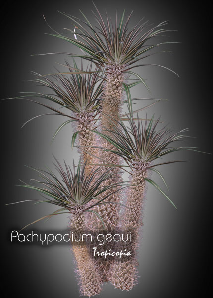 Cactus & Plante grasse - Pachypodium geayi - Palmier de Madagascar - Madagascar Palm